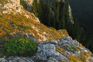 Kopaonik